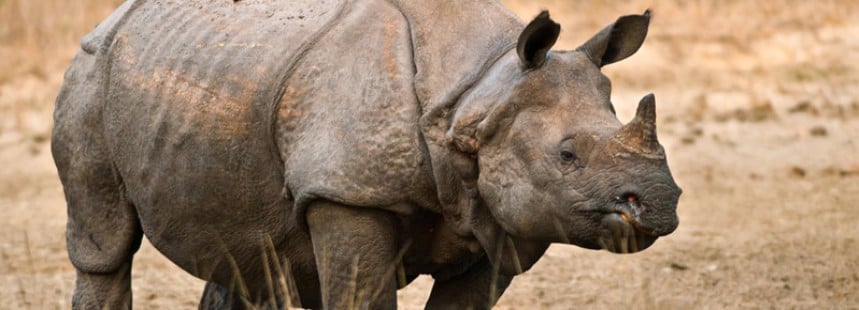 KİŞİYE ÖZEL HİNDİSTAN'DA SAFARİ 