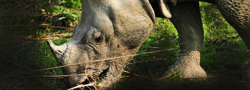 KİŞİYE ÖZEL HİNDİSTAN'DA SAFARİ 