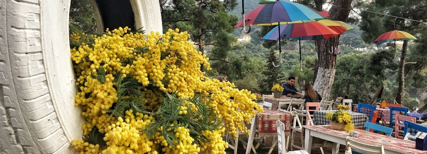 MİMOZALARIN İZİNDE BÜYÜKADA FLORASI 