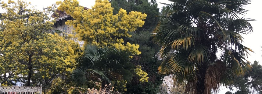 MİMOZALARIN İZİNDE BÜYÜKADA FLORASI 