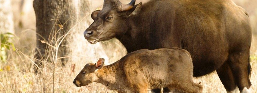 KİŞİYE ÖZEL KUZEY HİNDİSTAN’DA SAFARİ