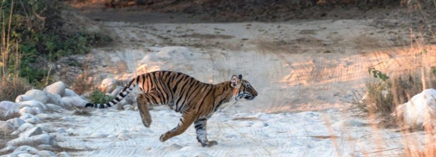 KİŞİYE ÖZEL KUZEY HİNDİSTAN’DA SAFARİ