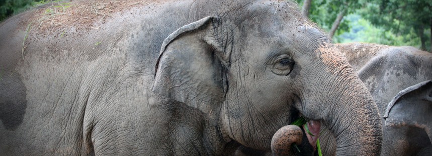 KİŞİYE ÖZEL KUZEY HİNDİSTAN’DA SAFARİ
