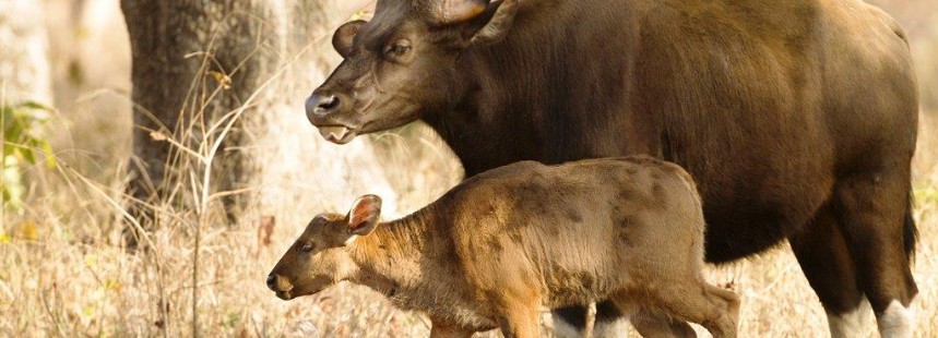 KİŞİYE ÖZEL KUZEY HİNDİSTAN’DA SAFARİ