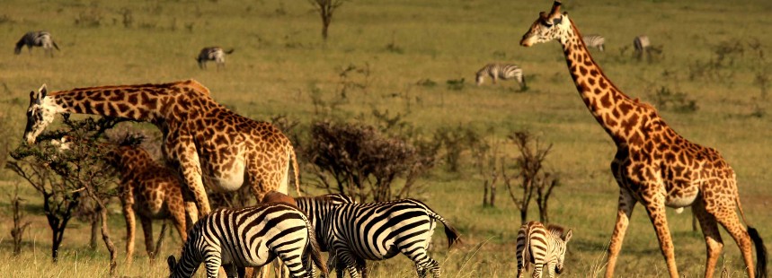 VIRGIN LIMITED EDITION MAHALI MZURI LODGE / KENYA