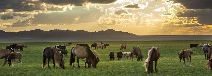 MOĞOLİSTAN Gobi Çölü ve Three Camel Lodge