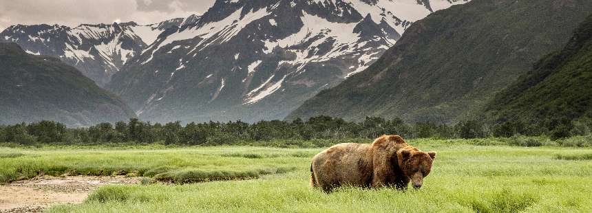 OECONOMICA: ALASKA’DA DOĞA VE VAHŞİ YAŞAM