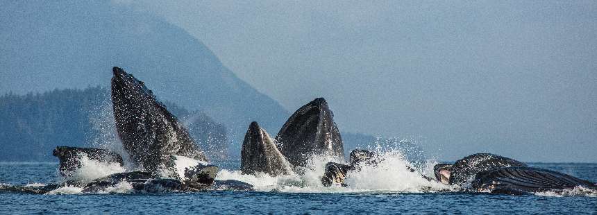 OECONOMICA: ALASKA’DA DOĞA VE VAHŞİ YAŞAM