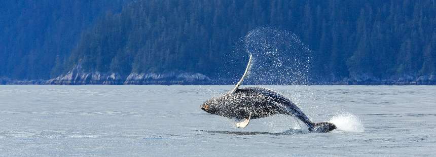 OECONOMICA: ALASKA’DA DOĞA VE VAHŞİ YAŞAM