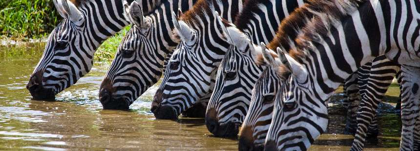 MÜNFERİT  KENYA’DA MASAİ MARA SAFARİSİ