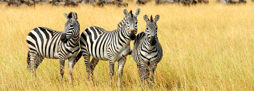 MÜNFERİT  KENYA’DA MASAİ MARA SAFARİSİ