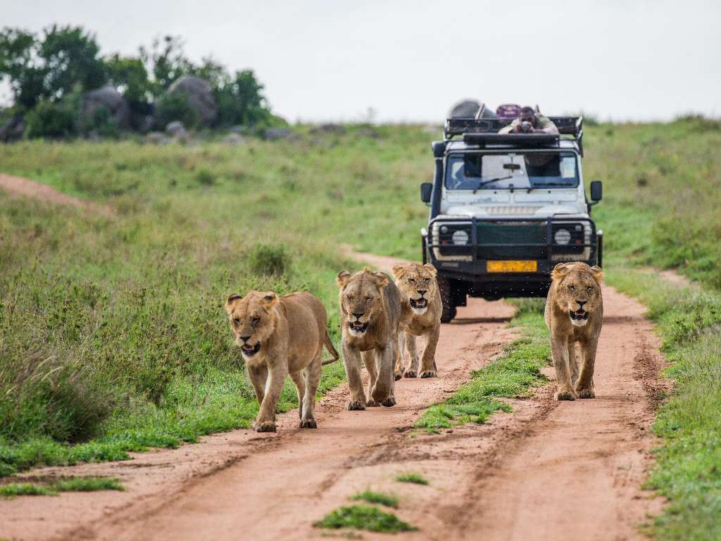 afrika safari gezisi