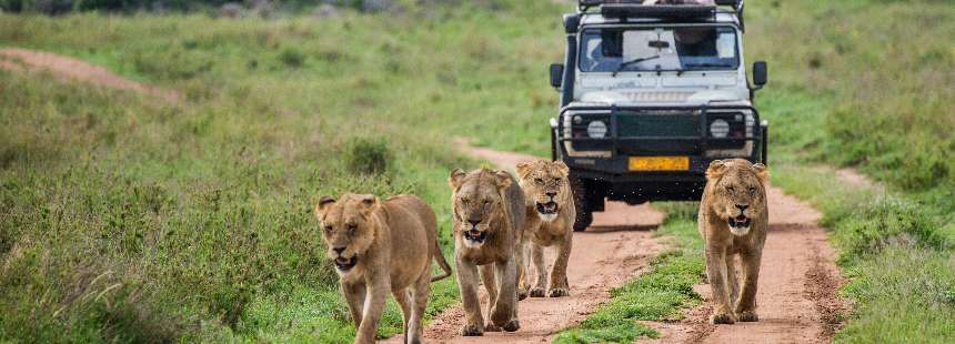 afrika safari gezisi