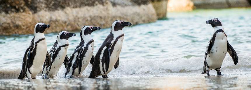 KİŞİYE ÖZEL GÜNEY AFRİKA’DA SAFARİ VE CAPE TOWN GEZİSİ 