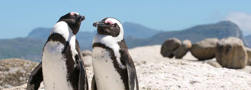 KİŞİYE ÖZEL GÜNEY AFRİKA’DA SAFARİ VE CAPE TOWN GEZİSİ 