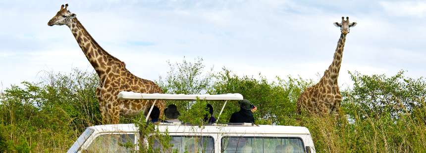 KENYA - UGANDA - RUANDA MASAI MARA GORİL SAFARİSİ