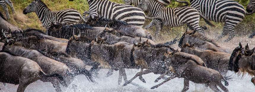 KENYA - UGANDA - RUANDA MASAI MARA GORİL SAFARİSİ