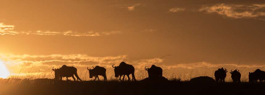 KENYA - UGANDA - RUANDA MASAI MARA GORİL SAFARİSİ