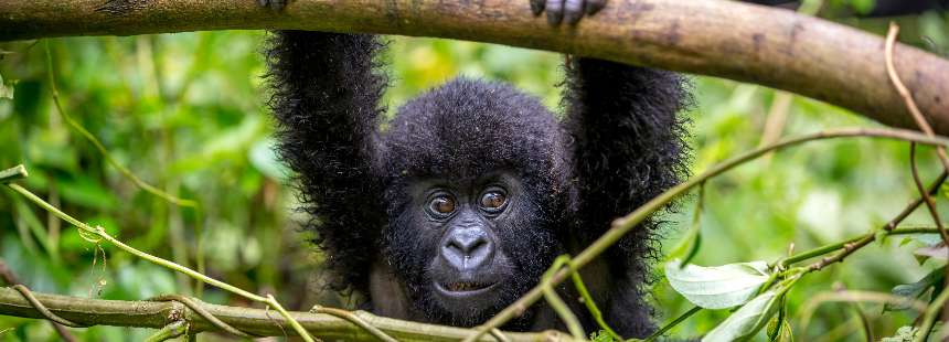 KENYA - UGANDA - RUANDA MASAI MARA GORİL SAFARİSİ