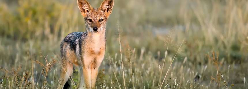 MÜNFERİT GÜNEY AFRİKA MOTOSİKLET GEZİSİ - GARDEN ROUTE – KAROO