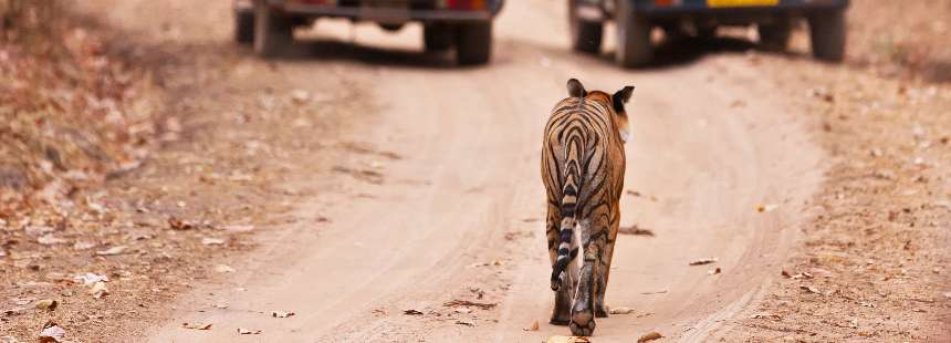 MÜNFERİT HİNDİSTAN’DA SAFARİ