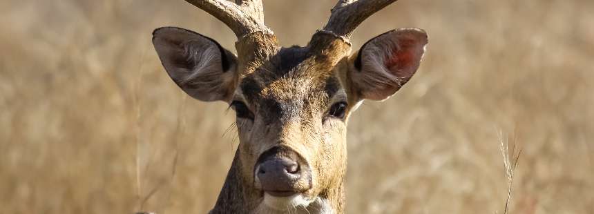 MÜNFERİT HİNDİSTAN’DA SAFARİ