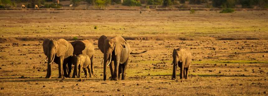 MÜNFERİT KENYA'DA SAFARİ