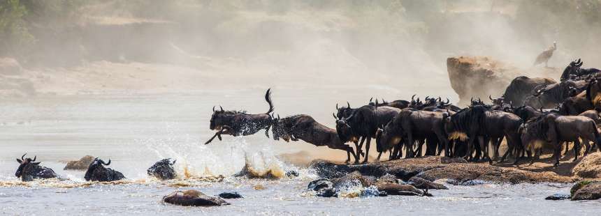 MÜNFERİT KENYA'DA SAFARİ