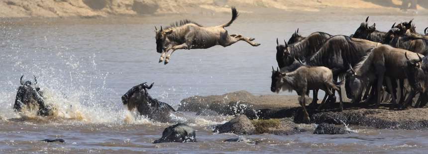 MÜNFERİT KENYA'DA SAFARİ