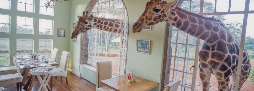 KENYA'DA SAFARİ - GİRAFFE MANOR HOTEL