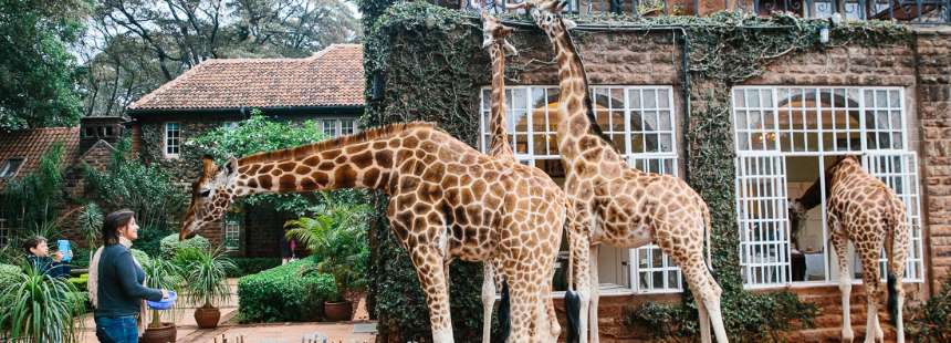 KENYA'DA SAFARİ - GİRAFFE MANOR HOTEL