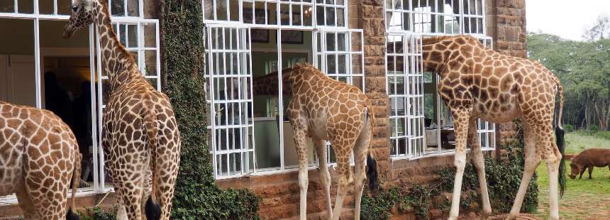 KENYA'DA SAFARİ - GİRAFFE MANOR HOTEL