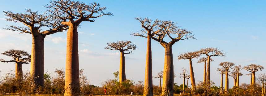 MASALLARIN GERÇEĞE DÖNÜŞTÜĞÜ RÜYA ADA  MADAGASKAR