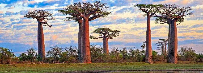 MASALLARIN GERÇEĞE DÖNÜŞTÜĞÜ RÜYA ADA  MADAGASKAR