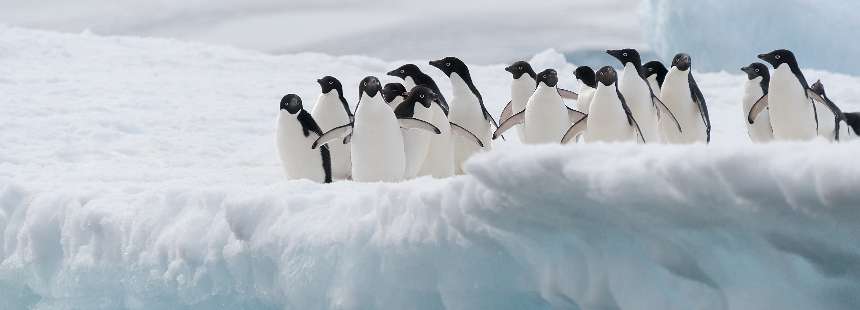 WORLD EXPLORER GEMİSİ İLE TOTAL SOLAR ECLIPSE ANTARCTICA - SOUTH GEORGIA