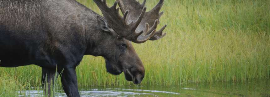 ALASKA’NIN ULUSAL PARKLARI