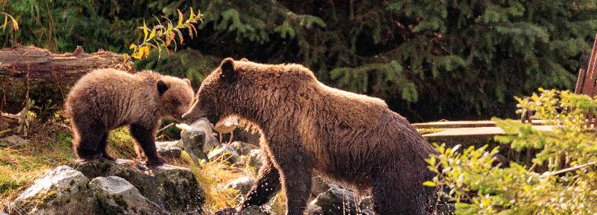 ALASKA’NIN ULUSAL PARKLARI