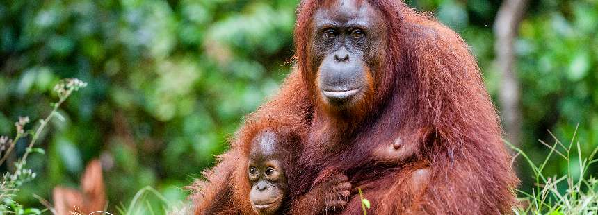 ASYA’NIN GİZLİ BAHÇESİ, ORANGUTANLARIN ÜLKESİ BORNEO