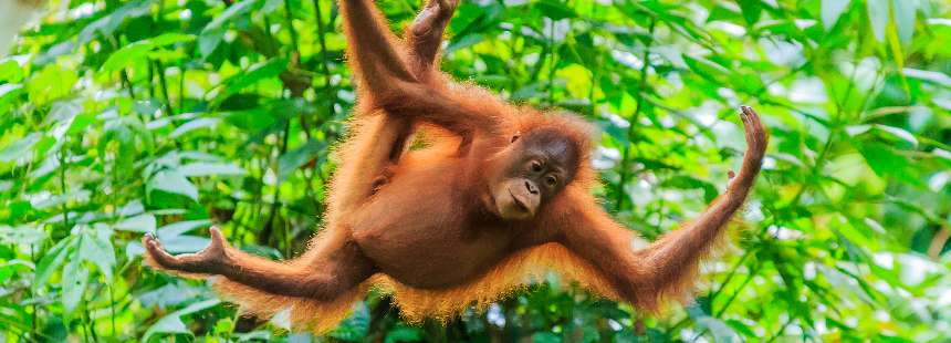 ASYA’NIN GİZLİ BAHÇESİ, ORANGUTANLARIN ÜLKESİ BORNEO