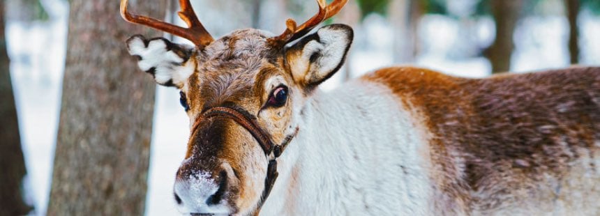 Online - Yıldırım Büktel ile Kuzey Işıkları ile Bir Kış Masalı: Lapland