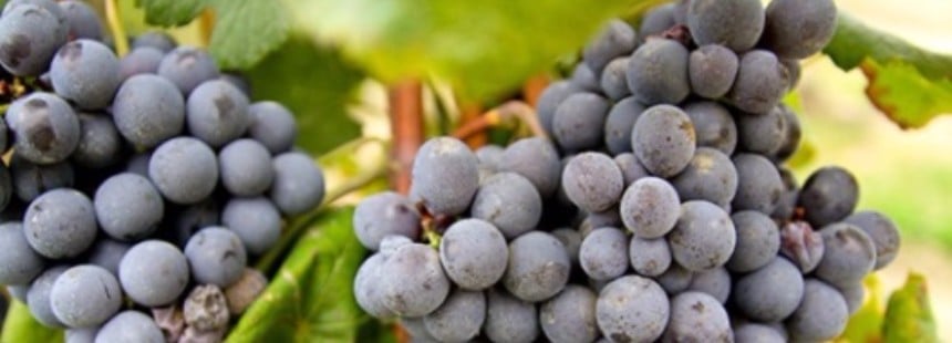 TEKNEYLE RHONE NEHRİ VE BURGONYA TURU