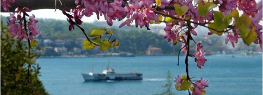 BOĞAZİÇİ'NDE KAYBOLAN ÇİÇEK KÜLTÜRÜ: ERGUVANLAR, LALELER VE İSTANBUL KORULARI FLORASI 