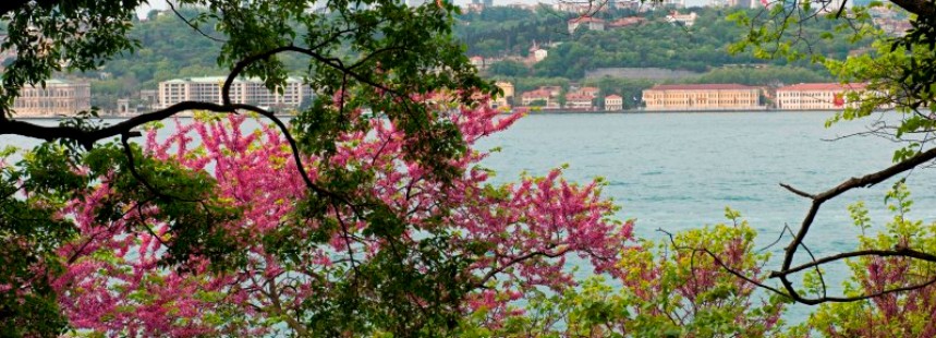 BOĞAZİÇİ'NDE KAYBOLAN ÇİÇEK KÜLTÜRÜ: ERGUVANLAR, LALELER VE İSTANBUL KORULARI FLORASI 