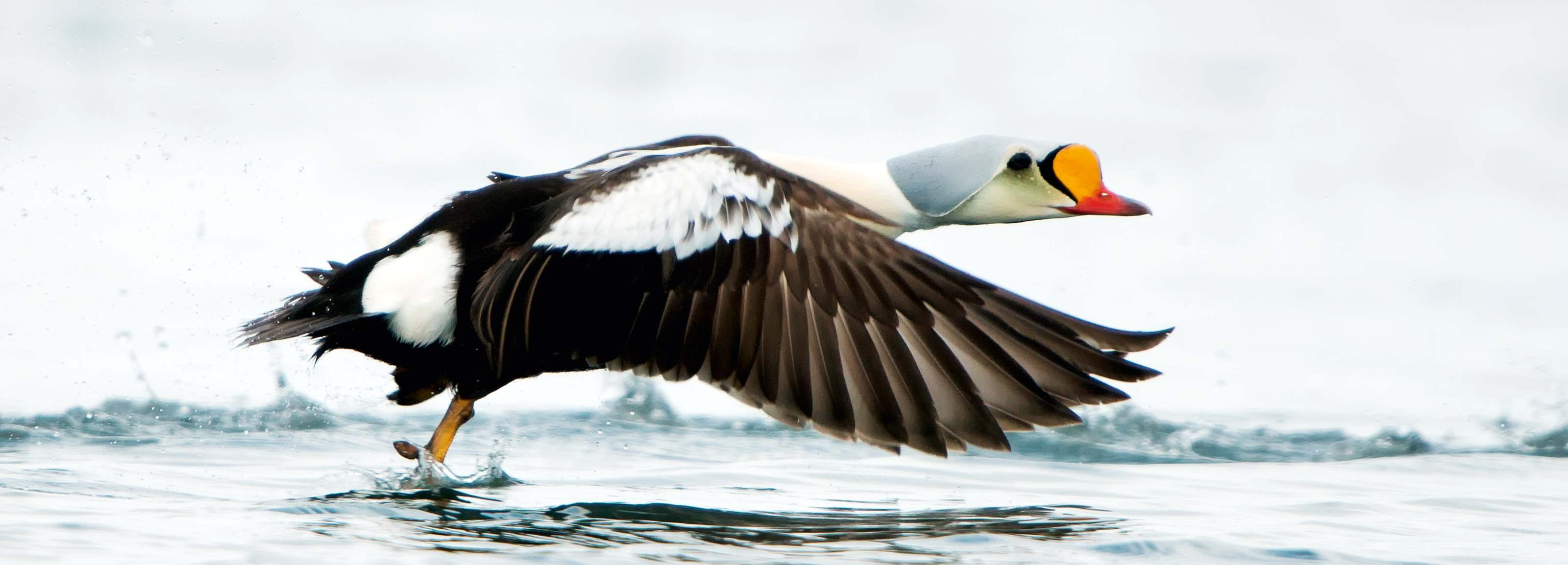 M/S QUEST GEMİSİ İLE SVALBARD’DA BAHAR ZAMANI TURU