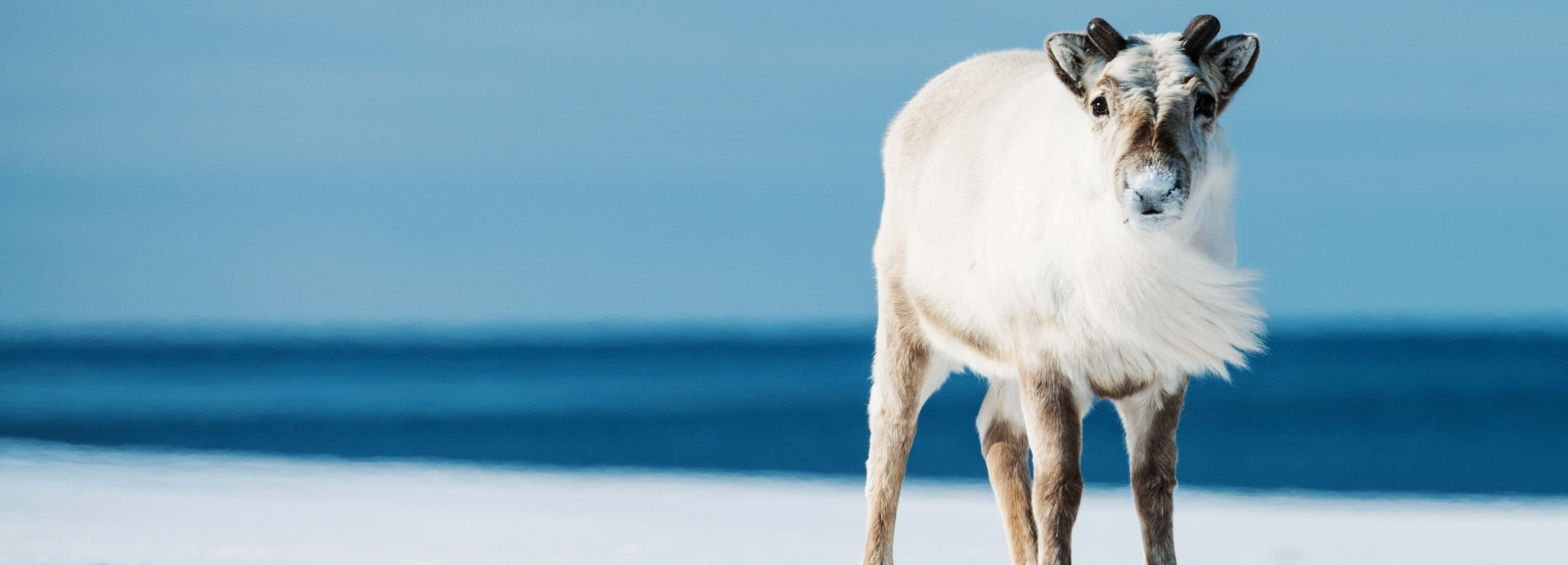 M/S QUEST GEMİSİ İLE SVALBARD’DA BAHAR ZAMANI TURU