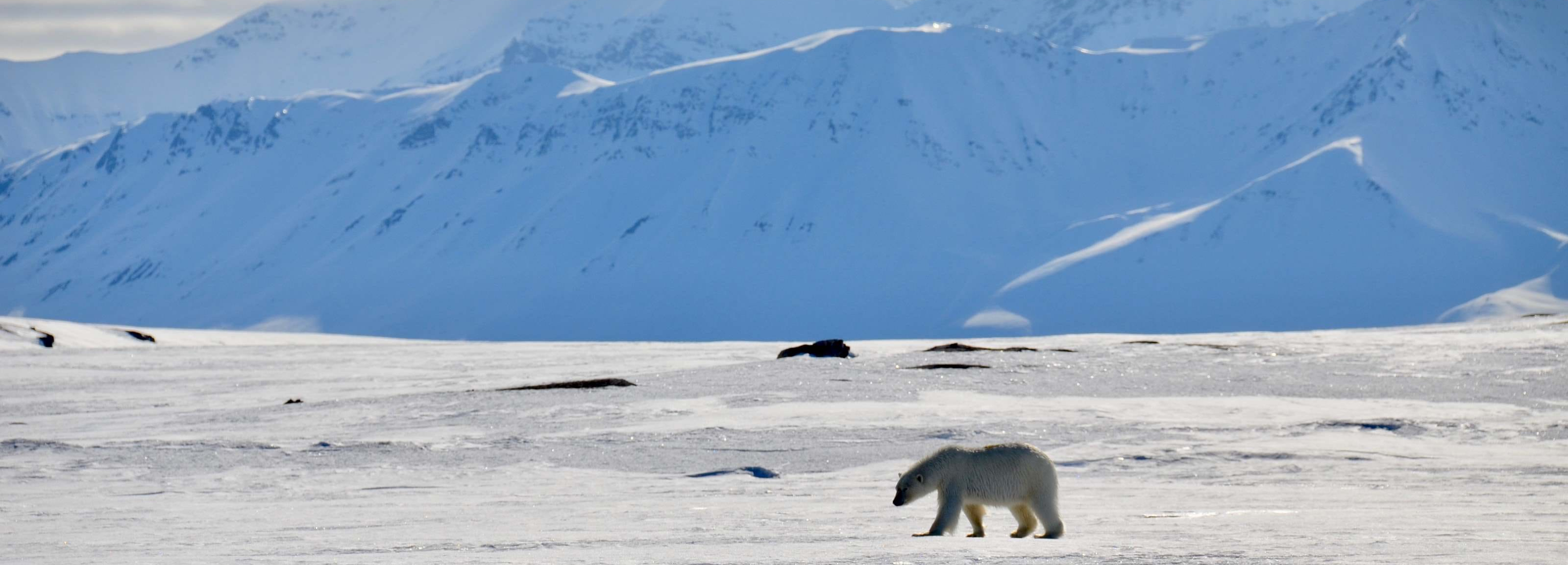 M/S QUEST GEMİSİ İLE SVALBARD’DA BAHAR ZAMANI TURU