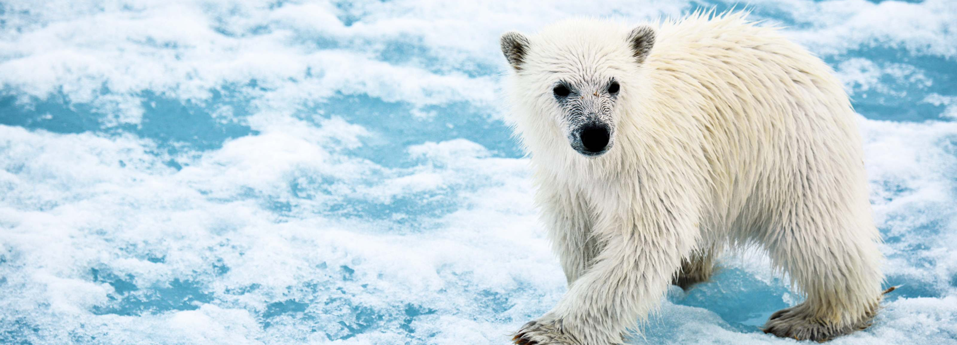 M/S QUEST GEMİSİ İLE SVALBARD’DA BAHAR ZAMANI TURU