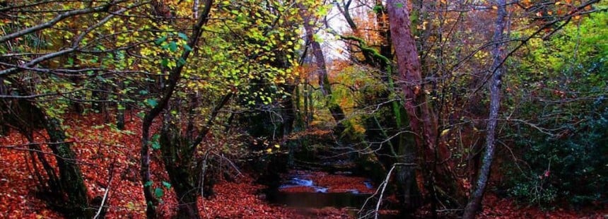 KAZ DAĞI FLORASI 