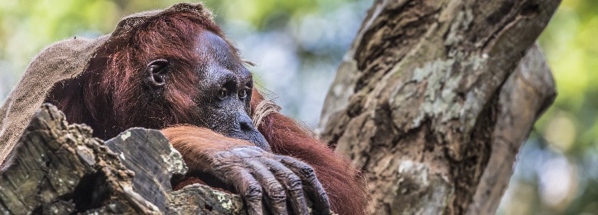 BORNEO ADASI  VE MALEZYA