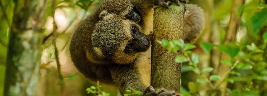 MADAGASKAR-MAURITIUS 